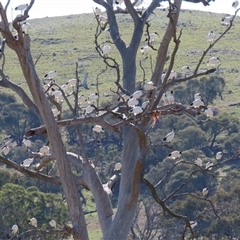 Threskiornis molucca at Hume, ACT - 8 May 2025 12:00 PM