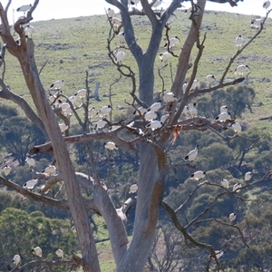 Threskiornis molucca at Hume, ACT - 8 May 2025 12:00 PM