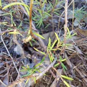 Unverified Other Wildflower or Herb at Charleroi, VIC - 3 May 2025 by RobCook