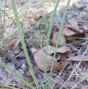 Lomandra sp. at Charleroi, VIC - 3 May 2025 by RobCook