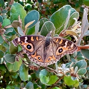 Junonia villida (Meadow Argus) at Aranda, ACT - 6 May 2025 by KMcCue