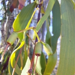 Amyema miquelii (Box Mistletoe) at Charleroi, VIC - 3 May 2025 by RobCook