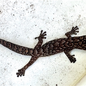 Christinus marmoratus (Southern Marbled Gecko) at Aranda, ACT - Today by KMcCue