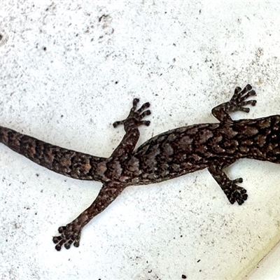 Christinus marmoratus (Southern Marbled Gecko) at Aranda, ACT - Yesterday by KMcCue