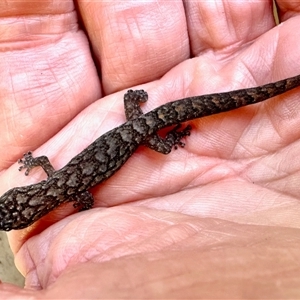 Christinus marmoratus at Aranda, ACT - 9 May 2025 02:06 PM