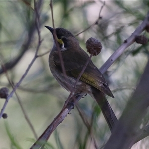 Caligavis chrysops at Fyshwick, ACT - Yesterday by RodDeb