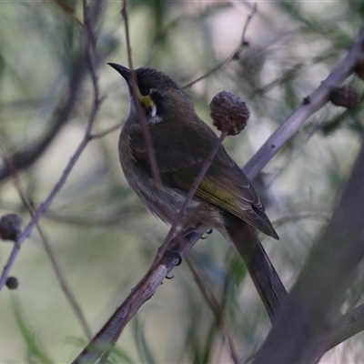 Caligavis chrysops at Fyshwick, ACT - 8 May 2025 by RodDeb