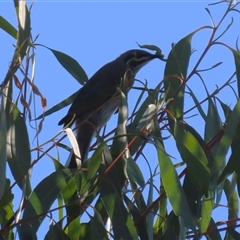 Caligavis chrysops at Fyshwick, ACT - 8 May 2025 12:40 PM