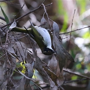 Melithreptus lunatus at Fyshwick, ACT - Yesterday by RodDeb