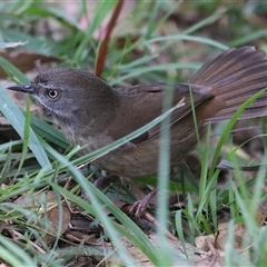 Sericornis frontalis at Fyshwick, ACT - 8 May 2025 by RodDeb