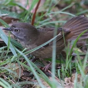 Sericornis frontalis at Fyshwick, ACT - Yesterday by RodDeb