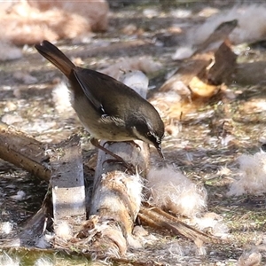 Sericornis frontalis at Fyshwick, ACT - 8 May 2025 12:41 PM