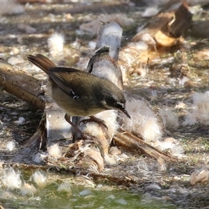 Sericornis frontalis at Fyshwick, ACT - 8 May 2025 12:41 PM