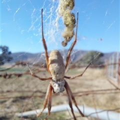 Unverified Orb-weaving spider (several families) at Charleroi, VIC - 3 May 2025 by RobCook