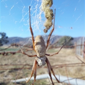 Unverified Orb-weaving spider (several families) at Charleroi, VIC - 3 May 2025 by RobCook