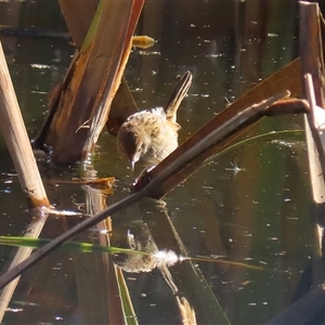 Acrocephalus australis at Fyshwick, ACT - Yesterday by RodDeb