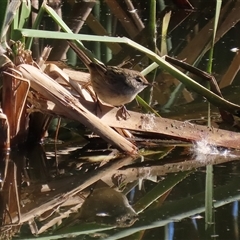 Poodytes gramineus at Fyshwick, ACT - 8 May 2025 01:45 PM