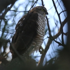 Tachyspiza cirrocephala (Collared Sparrowhawk) at Fyshwick, ACT - 8 May 2025 by RodDeb