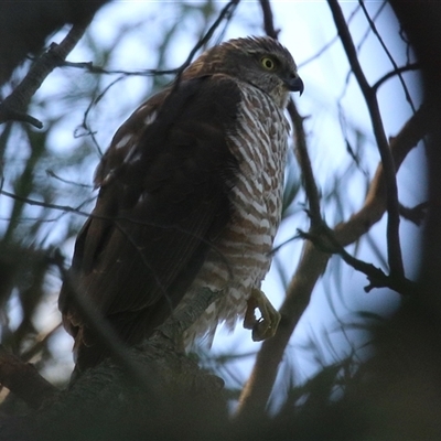 Tachyspiza cirrocephala (Collared Sparrowhawk) at Fyshwick, ACT - 8 May 2025 by RodDeb