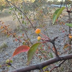 Pyrus sp. (An Ornamental Pear) at Symonston, ACT - Today by Mike