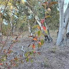 Malus sp. at Symonston, ACT - 9 May 2025 04:23 PM