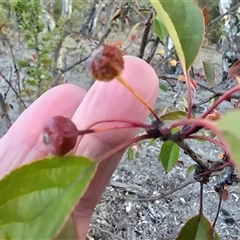 Malus sp. at Symonston, ACT - 9 May 2025 04:23 PM