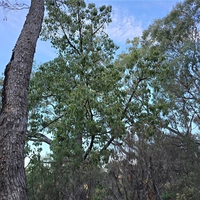Brachychiton populneus subsp. populneus (Kurrajong) at Symonston, ACT - Today by Mike