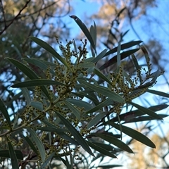 Acacia rubida (Red-stemmed Wattle, Red-leaved Wattle) at Symonston, ACT - Today by Mike