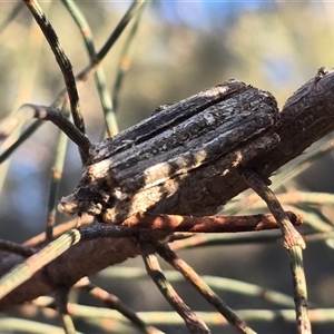 Unverified Case moth (Psychidae) at Symonston, ACT - Today by Mike