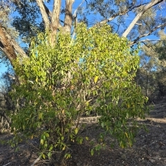 Ligustrum lucidum (Large-leaved Privet) at Symonston, ACT - Today by Mike