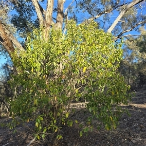 Ligustrum lucidum at Symonston, ACT - Today by Mike