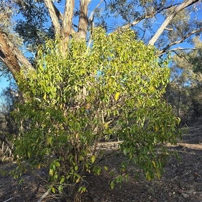 Ligustrum lucidum (Large-leaved Privet) at Symonston, ACT - Today by Mike