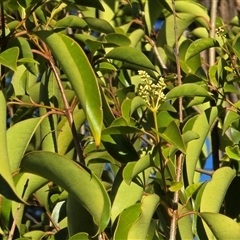 Ligustrum lucidum at Symonston, ACT - 9 May 2025 03:27 PM