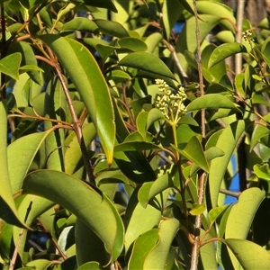 Ligustrum lucidum at Symonston, ACT - 9 May 2025 03:27 PM
