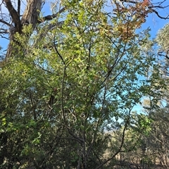 Sorbus domestica (Service Tree) at Symonston, ACT - Today by Mike