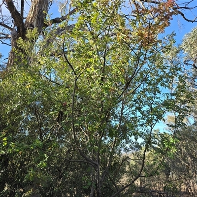 Sorbus domestica (Service Tree) at Symonston, ACT - Today by Mike