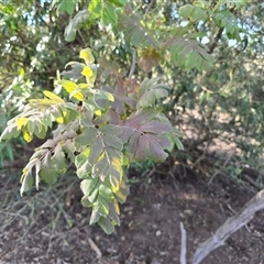 Sorbus domestica at Symonston, ACT - 9 May 2025 03:20 PM