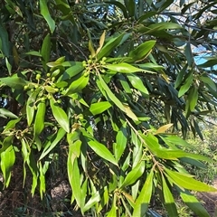 Olea europaea subsp. cuspidata (African Olive) at Symonston, ACT - Today by Mike
