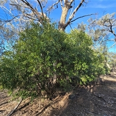 Olea europaea subsp. cuspidata at Symonston, ACT - 9 May 2025 03:16 PM