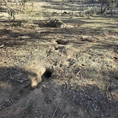 Oryctolagus cuniculus (European Rabbit) at Symonston, ACT - Today by Mike