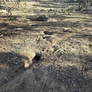 Oryctolagus cuniculus (European Rabbit) at Symonston, ACT - Today by Mike
