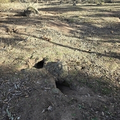 Oryctolagus cuniculus at Symonston, ACT - 9 May 2025 02:57 PM