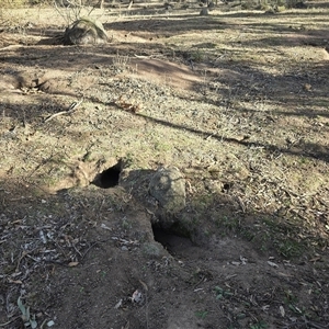 Oryctolagus cuniculus at Symonston, ACT - 9 May 2025 02:57 PM