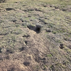 Oryctolagus cuniculus (European Rabbit) at Symonston, ACT - Today by Mike
