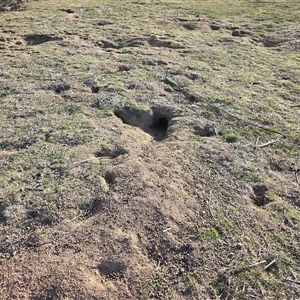 Oryctolagus cuniculus (European Rabbit) at Symonston, ACT - Today by Mike