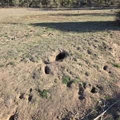 Oryctolagus cuniculus at Symonston, ACT - 9 May 2025 02:50 PM