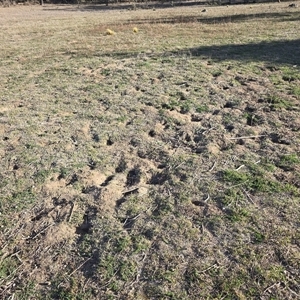 Oryctolagus cuniculus at Symonston, ACT - 9 May 2025 02:50 PM