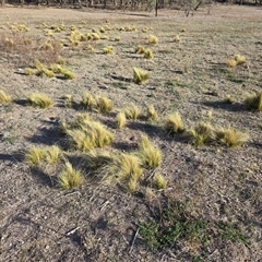Nassella trichotoma (Serrated Tussock) at Symonston, ACT - Today by Mike