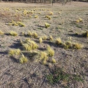 Nassella trichotoma (Serrated Tussock) at Symonston, ACT - Today by Mike