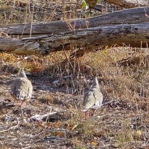 Ocyphaps lophotes (Crested Pigeon) at Symonston, ACT - Today by Mike